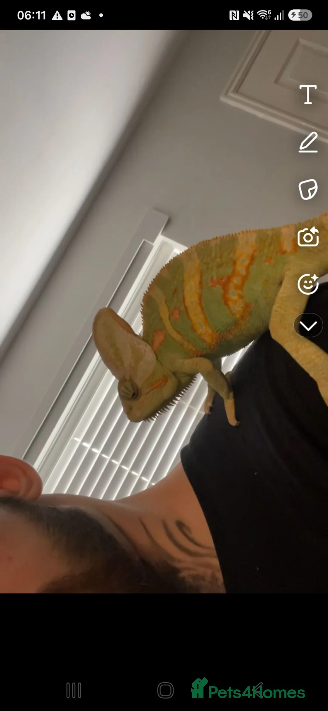 Chameleon reptiles for sale: Yemen chamelon  in Durham - Advert 1