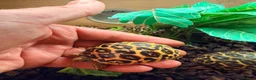 Tortoise reptiles for sale: Indian star tortoise  - Advert 1