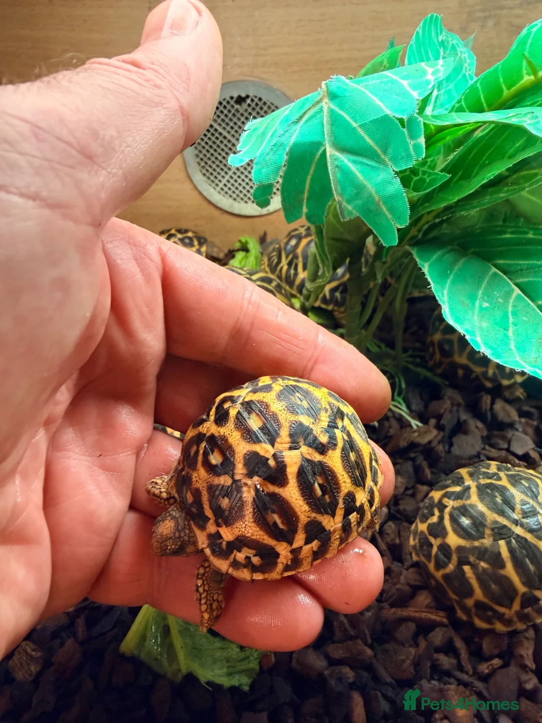 Tortoise reptiles for sale: Indian star tortoise  - Advert 1
