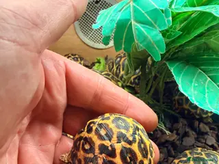 Tortoise reptiles Indian star tortoise - Advert 7