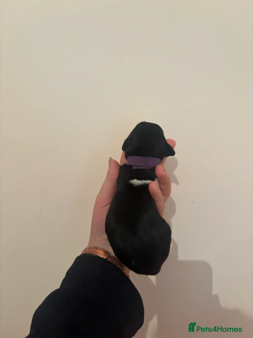 German Wirehaired Pointer dogs for sale: Stunning German wire hairs pointers  - Advert 6