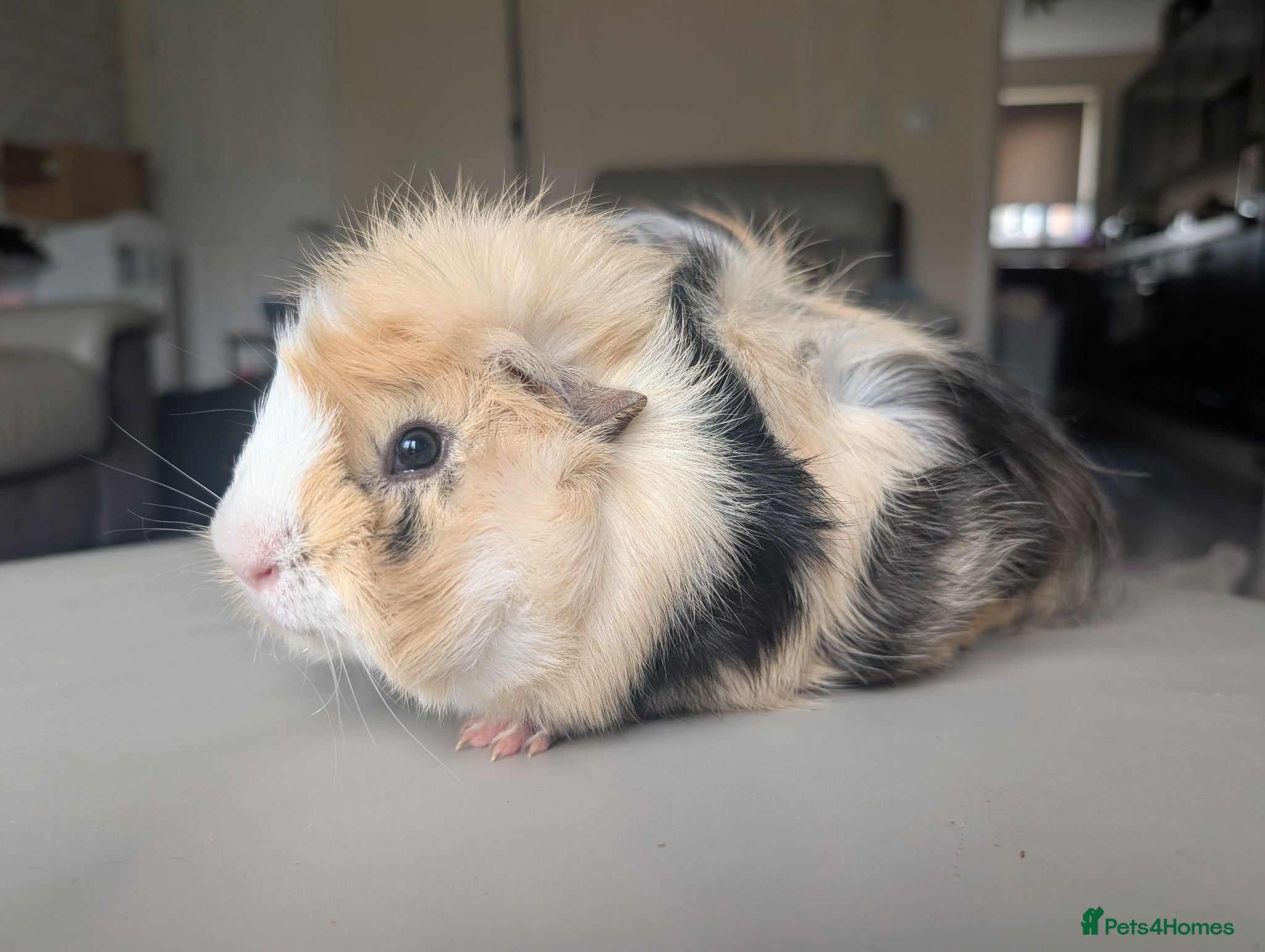 Guinea Pig rodents 2 male guinea pigs  - Advert 2