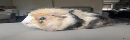 Guinea Pig rodents for sale: 2 male guinea pigs  - Advert 2