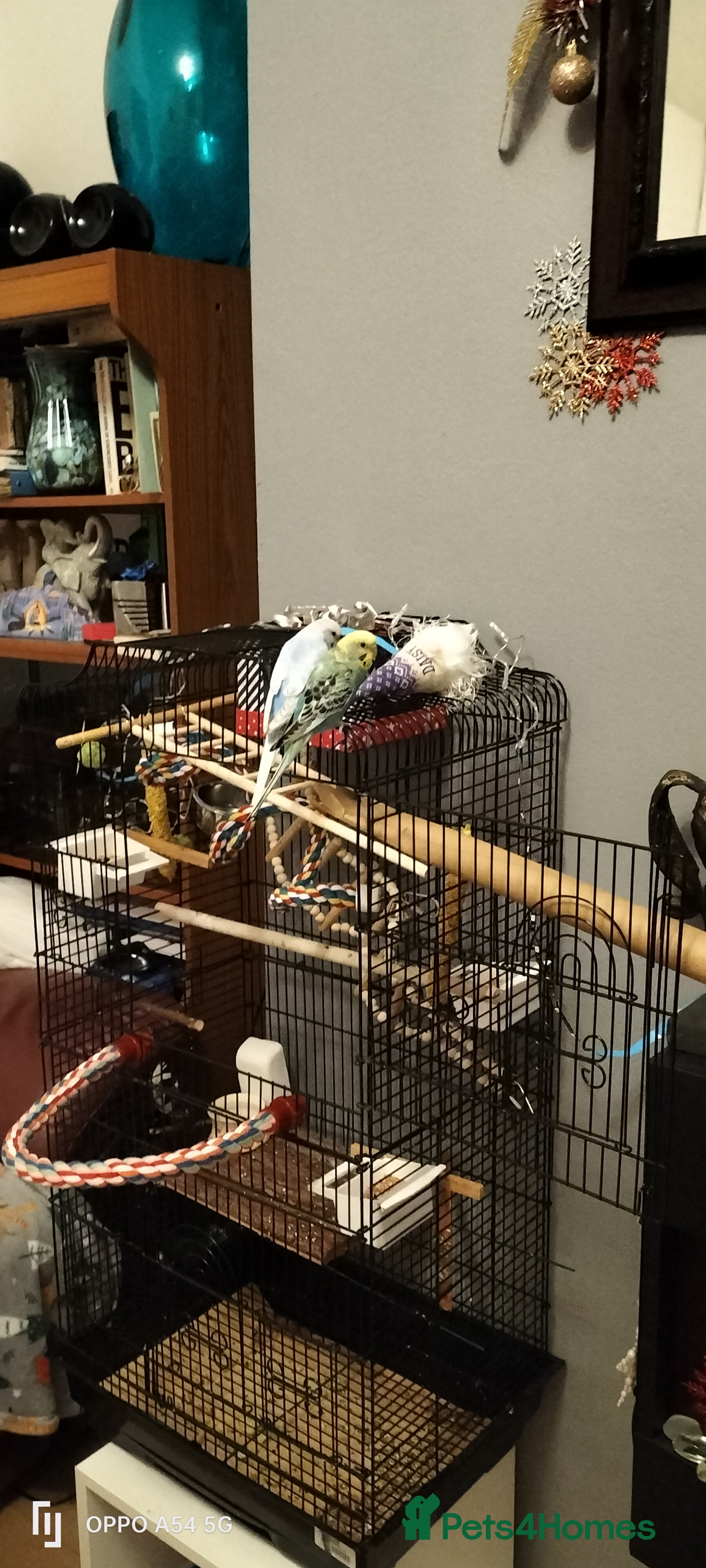 Parrots birds  Two Parrots  - Advert 8