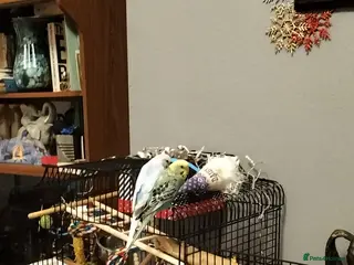 Parrots birds Two Parrots - Advert 8