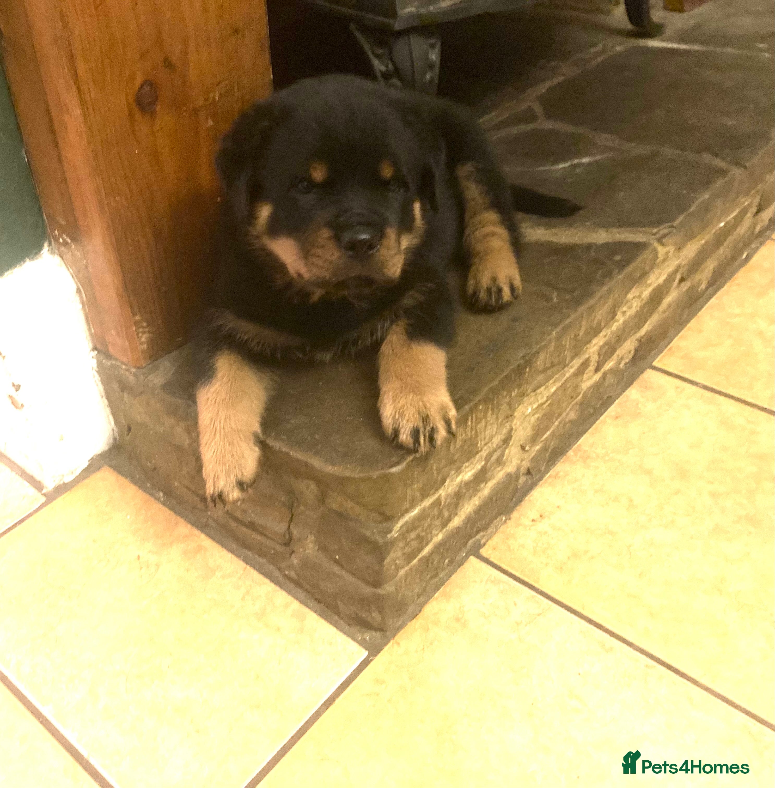 Rottweiler dogs Pedigree KC Registered Rottweiler Puppies - Advert 4
