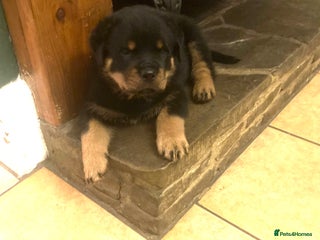 Rottweiler dogs Pedigree KC Registered Rottweiler Puppies - Advert 6