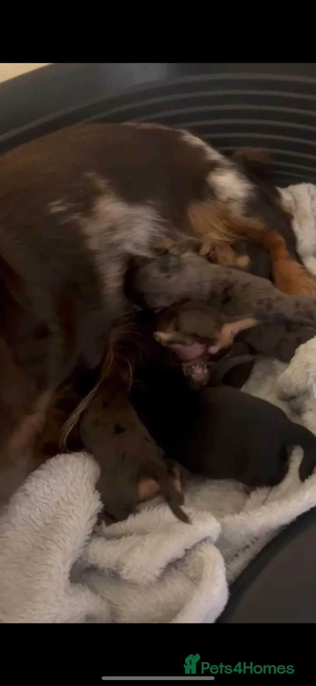 Miniature Dachshund dogs for sale: KC Smooth Coat Miniature Dachshunds - Advert 21