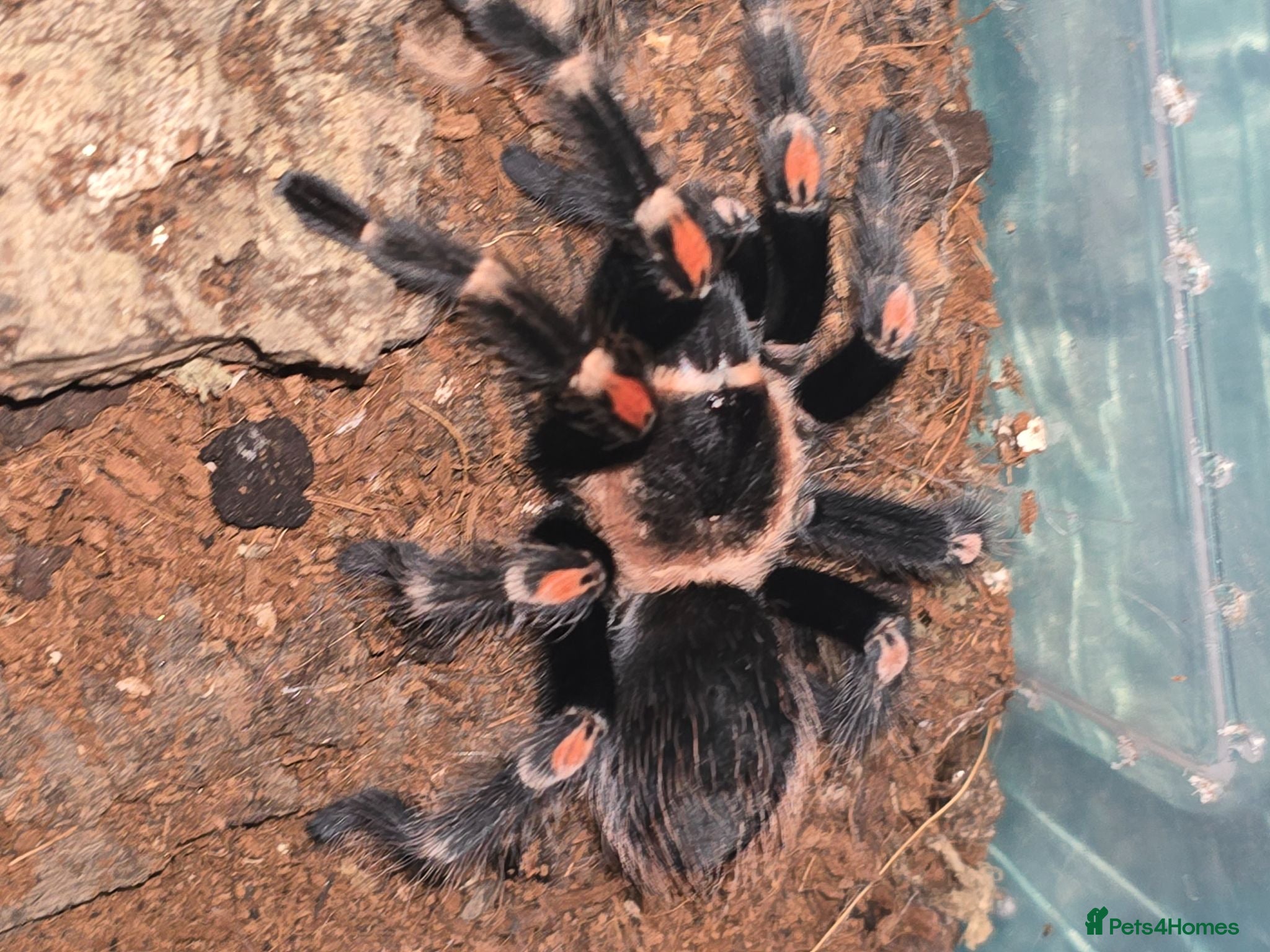 Tarantulas invertebrates Tarantula list - Advert 1