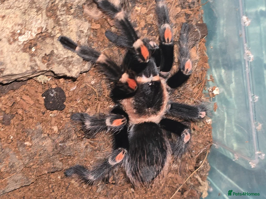Tarantulas invertebrates for sale: Tarantula list - Advert 2
