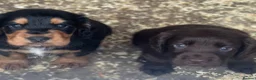 Cocker Spaniel dogs for sale: Working cocker spaniel pups 🐶 in Castleford - Advert 3