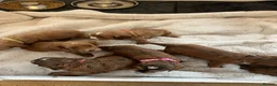 Cockapoo dogs for sale: F1 Cockapoo Puppies PRA Clear! KC Parents!  in Sittingbourne - Advert 22