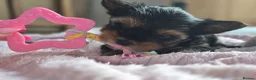Yorkshire Terrier dogs for sale: Yorkshire Terrier puppies for sale in Thames Ditton - Advert 8