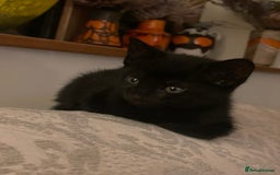 Mixed Breed cats for sale: Russian blue cross black and tabby kittens  - Advert 1