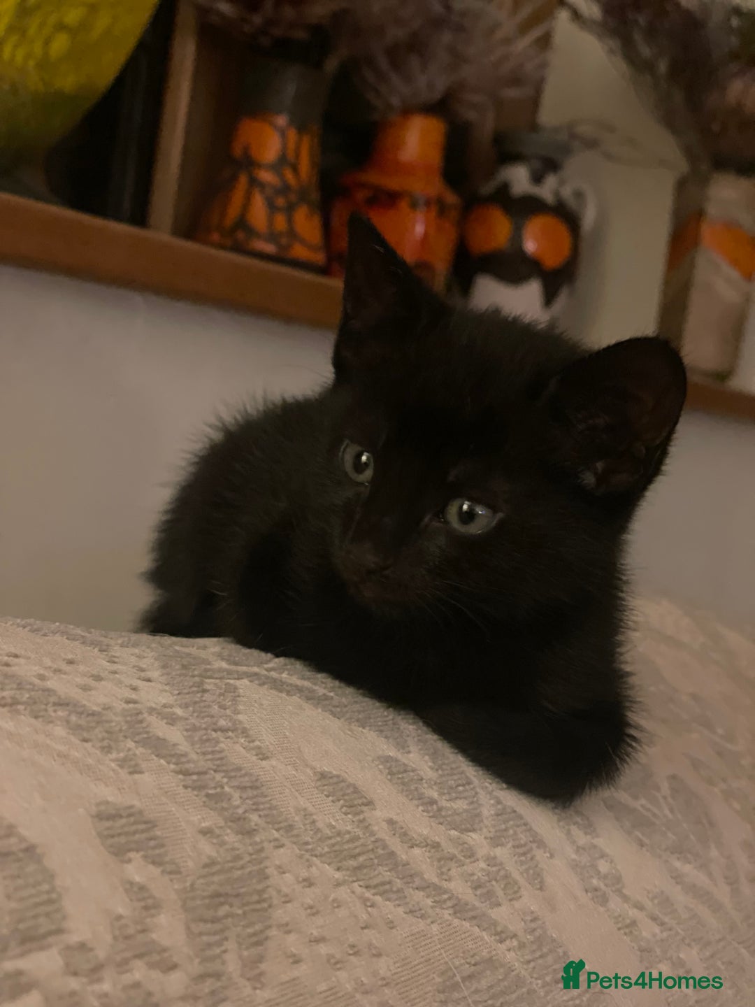 Mixed Breed cats for sale: Russian blue cross black and tabby kittens  - Advert 1