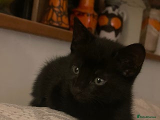 Mixed Breed cats - Advert 24
