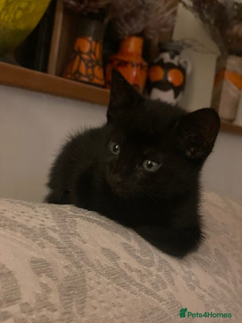 Mixed Breed cats - Advert 12