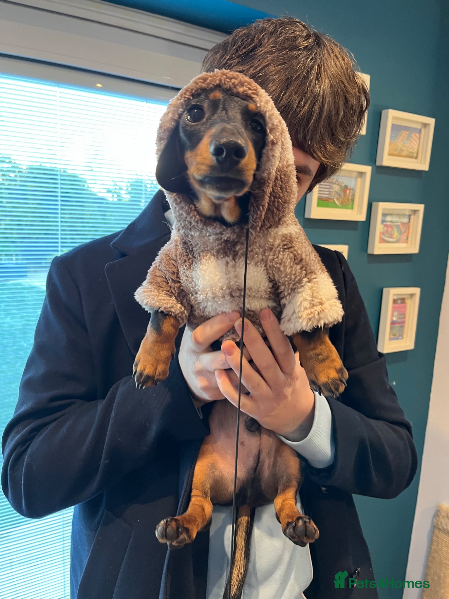 Dachshund dogs Walter  - Advert 2