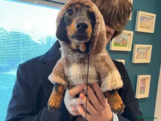 Dachshund dogs Walter - Advert 10