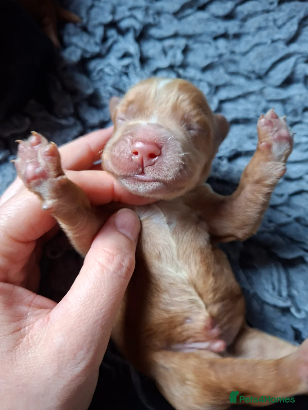 Cocker Spaniel dogs for sale: Cocker pups, 2 males left both red dogs  - Advert 23