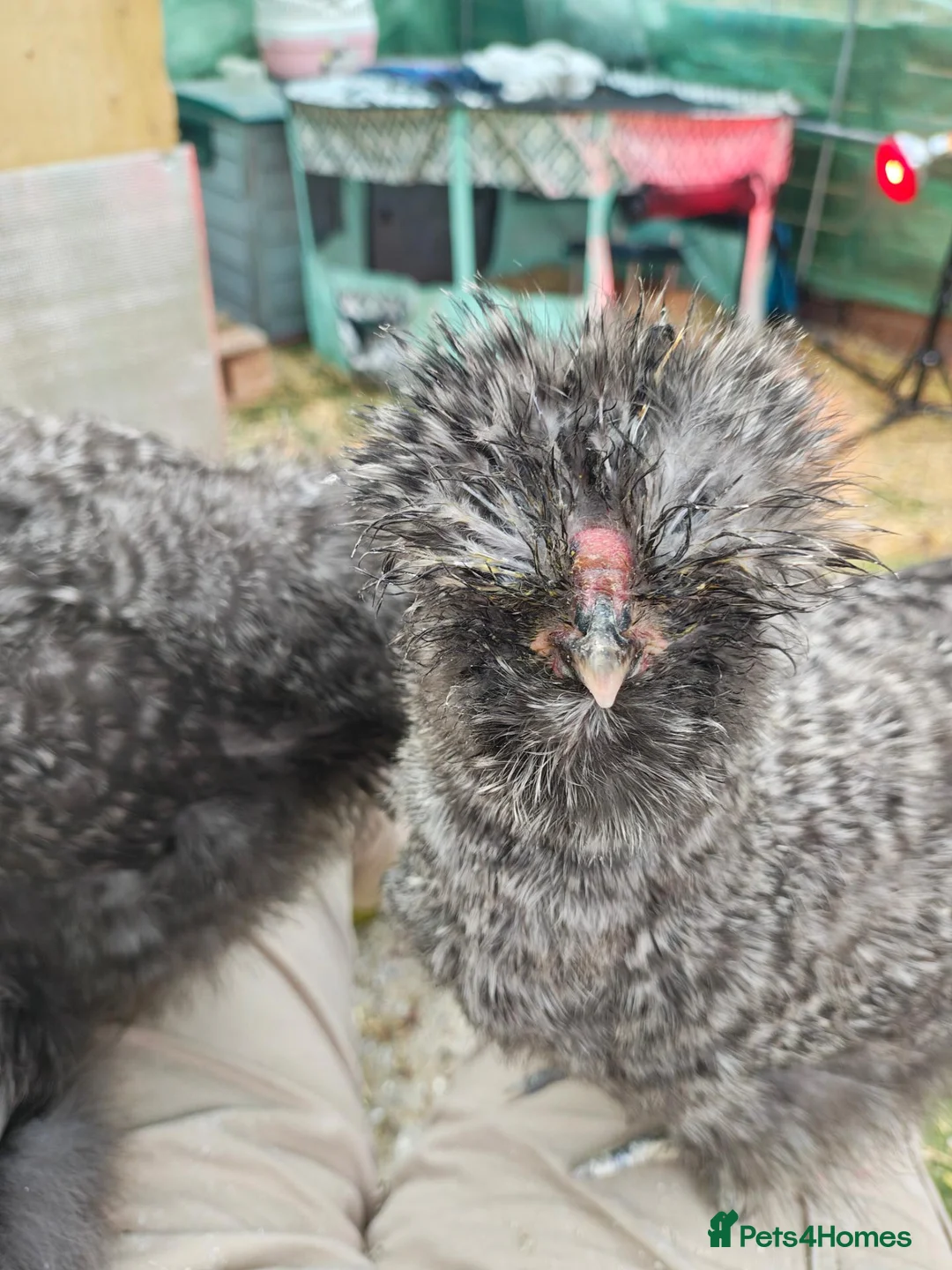 Chickens poultry for sale: 2 beautiful friendly silkies - Advert 4