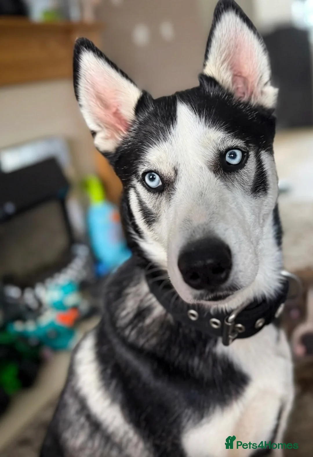 Siberian Husky dogs for stud: Loki- Siberian husky stud - Advert 1