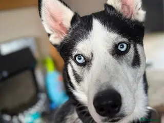 Siberian Husky dogs Loki- Siberian husky stud - Advert 2