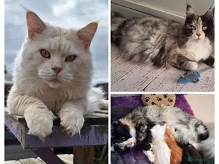 Maine Coon cats Maine Coon kitten - Advert 1