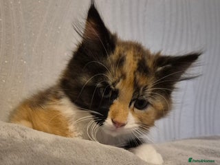 Maine Coon cats - Advert 28