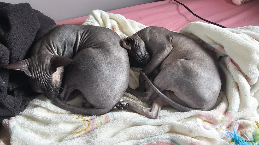 Sphynx cats for sale: Donskoy Sphynx - Advert 9