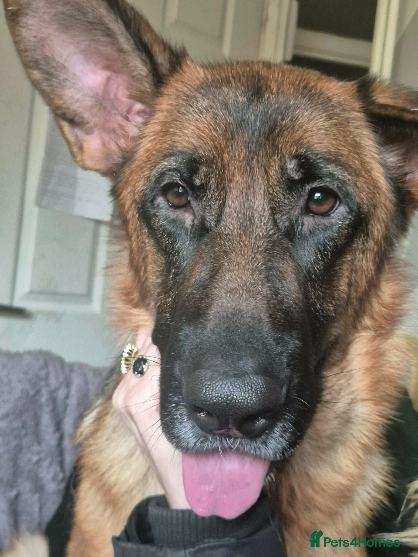 German Shepherd dogs Female German Shepherd for rehoming  - Advert 3