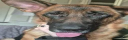 German Shepherd dogs for sale: Female German Shepherd for rehoming  in Norwich - Advert 1