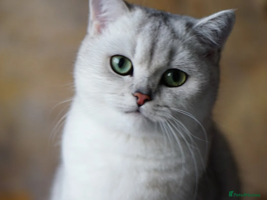 British Shorthair cats for sale: BSH reg kittens, Silver & Gold - Advert 3