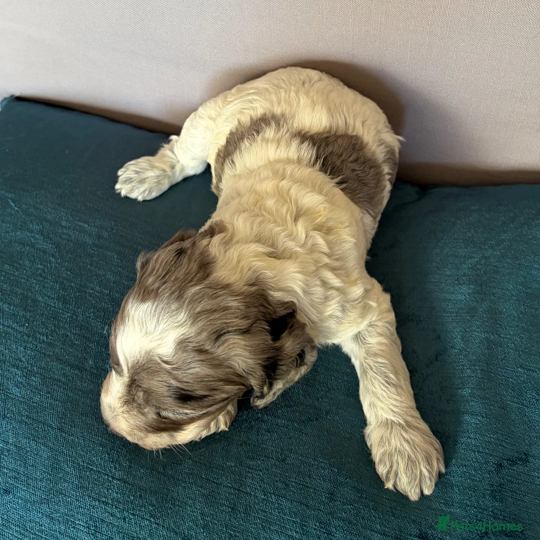 Cockapoo dogs for sale: Beautifully Marked F2 Cockapoos - Advert 2