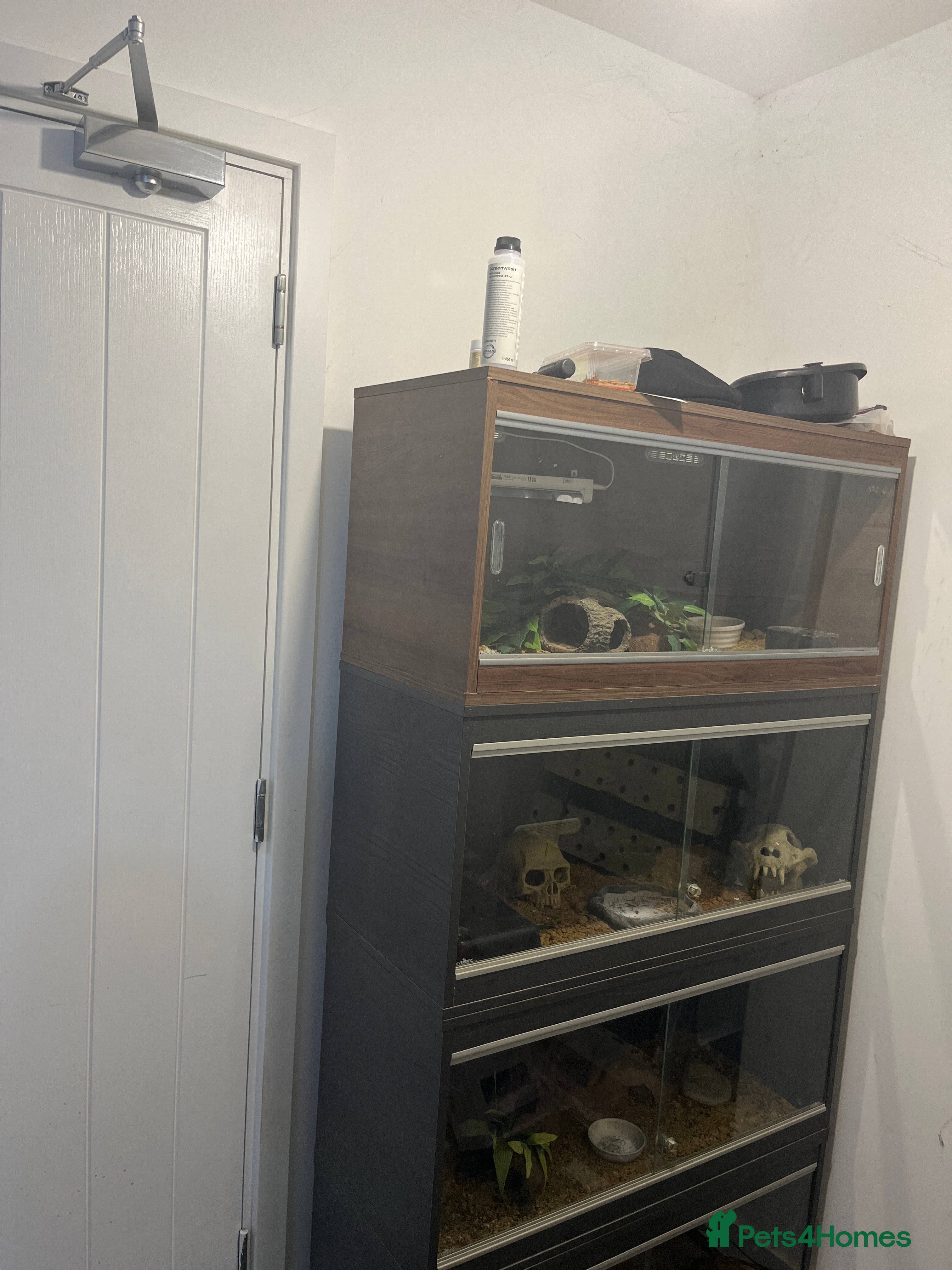 Leopard Gecko reptiles Female Leopard Geckos +Setups - Advert 13