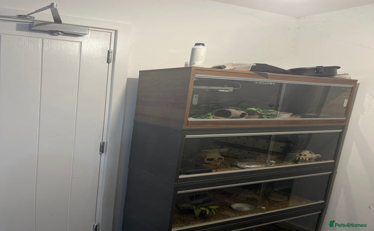 Leopard Gecko reptiles - Advert 9