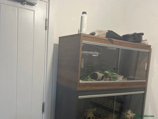 Leopard Gecko reptiles - Advert 31