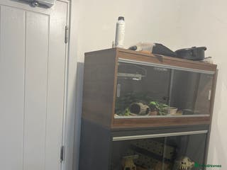 Leopard Gecko reptiles Female Leopard Geckos +Setups - Advert 9