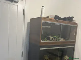 Leopard Gecko reptiles Female Leopard Gecko +Setup - Advert 8