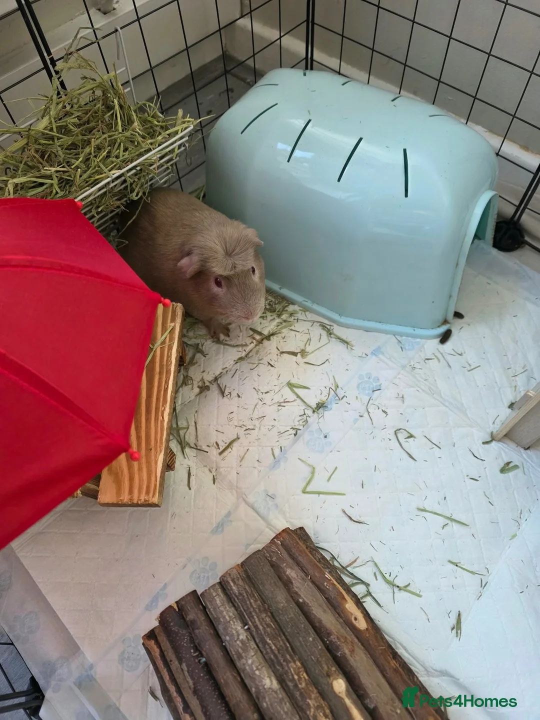 Guinea Pig rodents for sale: Bonded guinea pigs  - Advert 3