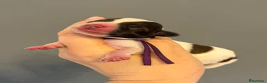 Miss Purple