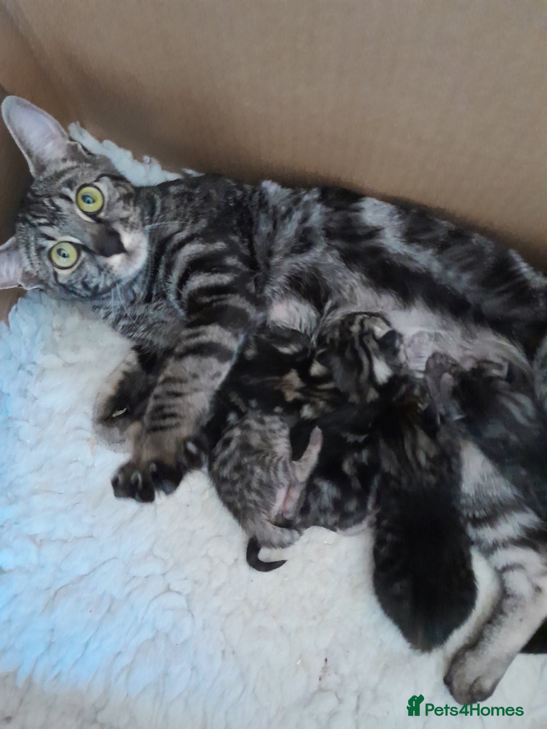 Savannah cats for sale: Full Pedigree & TICA Reg Marble Savannah Kitten - Image 24