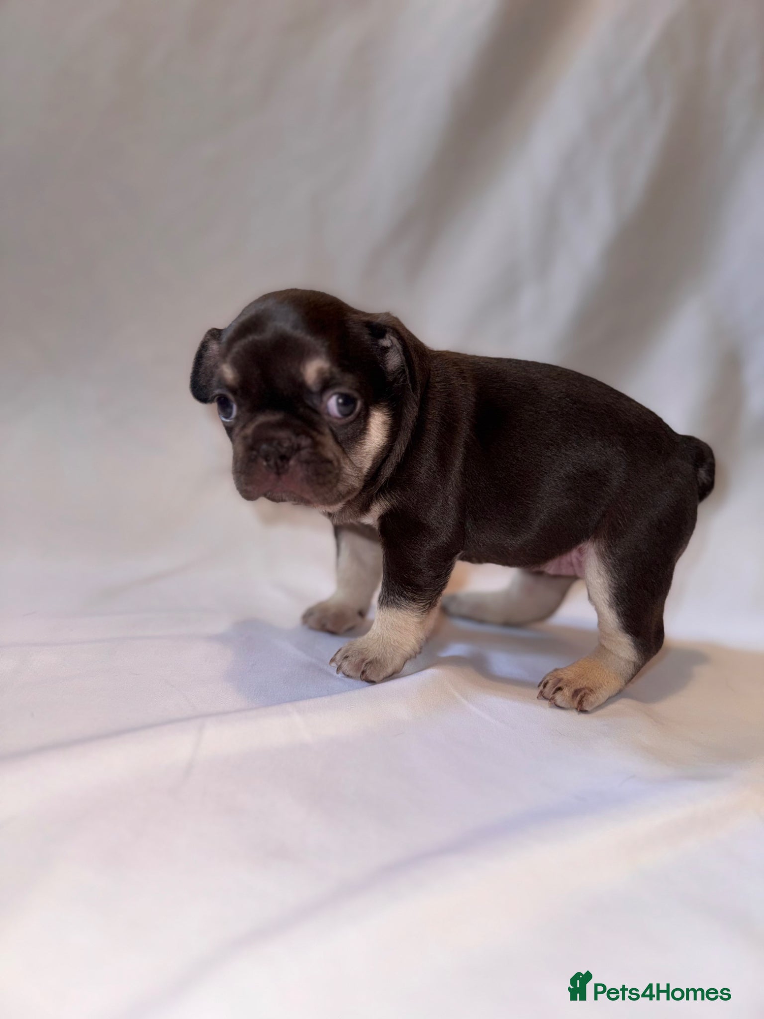 French Bulldog dogs for sale: Exceptional French Bulldog Puppies in Bristol - Advert 8