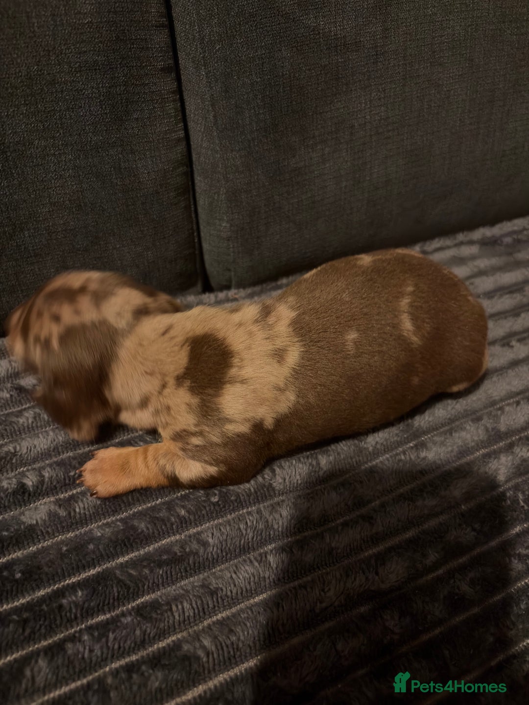 Miniature Dachshund dogs for sale: 🐾 Miniature Dachshund Puppies KC Registered  - Advert 11