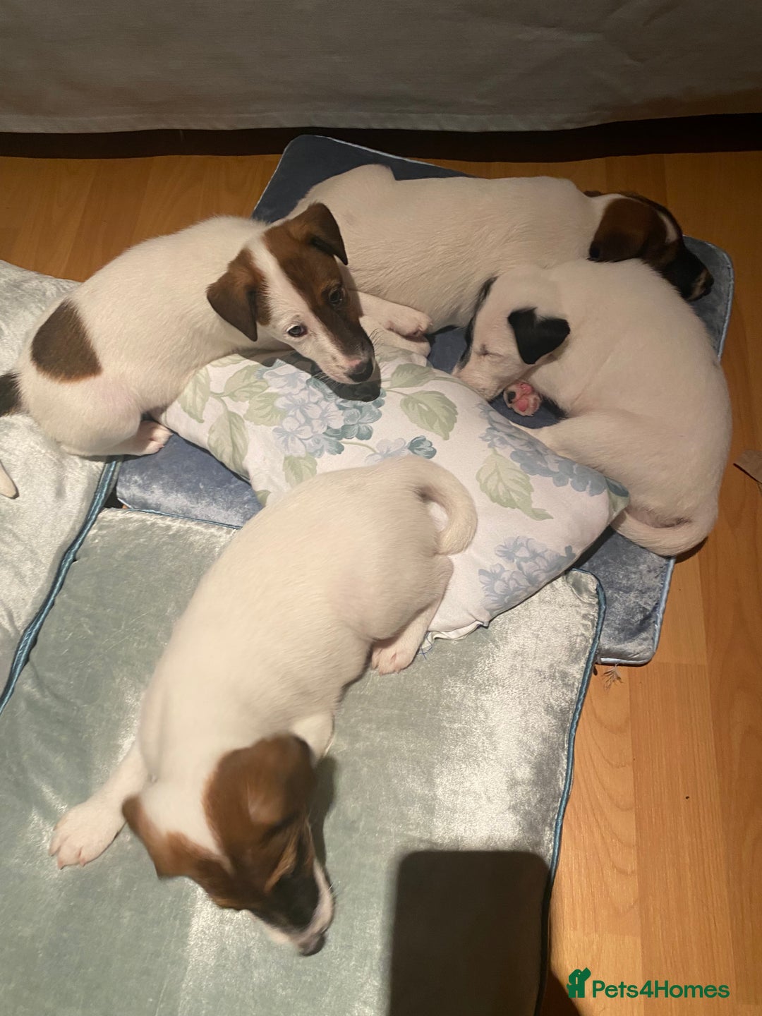 Fox Terrier dogs for sale: Smooth Fox Terrier beautiful home reared puppies   - Advert 8