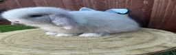 Mini Lop rabbits for sale: 🥰😍Stunning purebred mini lops ready to reserve  - Advert 15