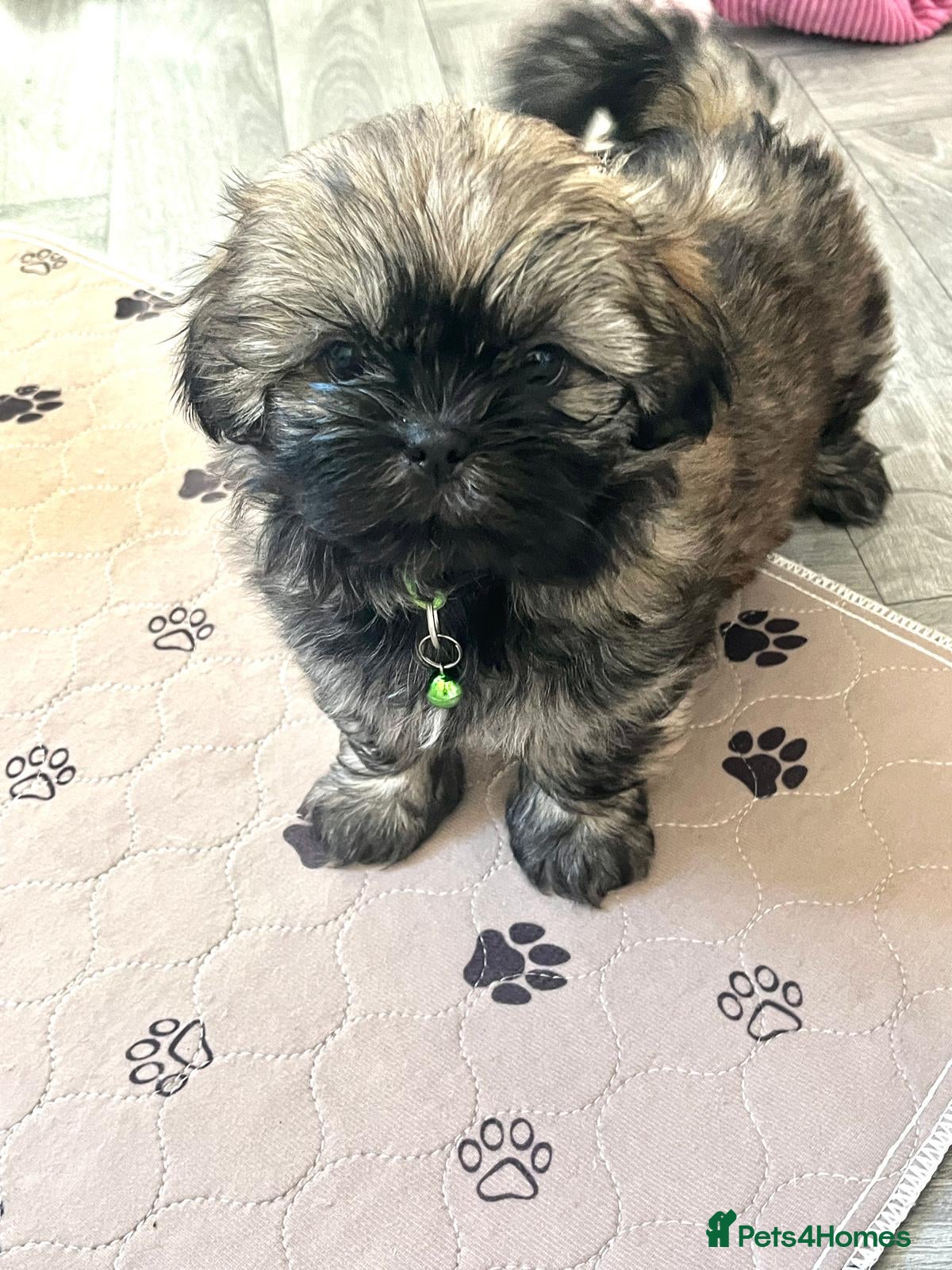 Mixed Breed dogs Beautiful Lhaso Apso cross Shih Tzu pupps for sale - Advert 1