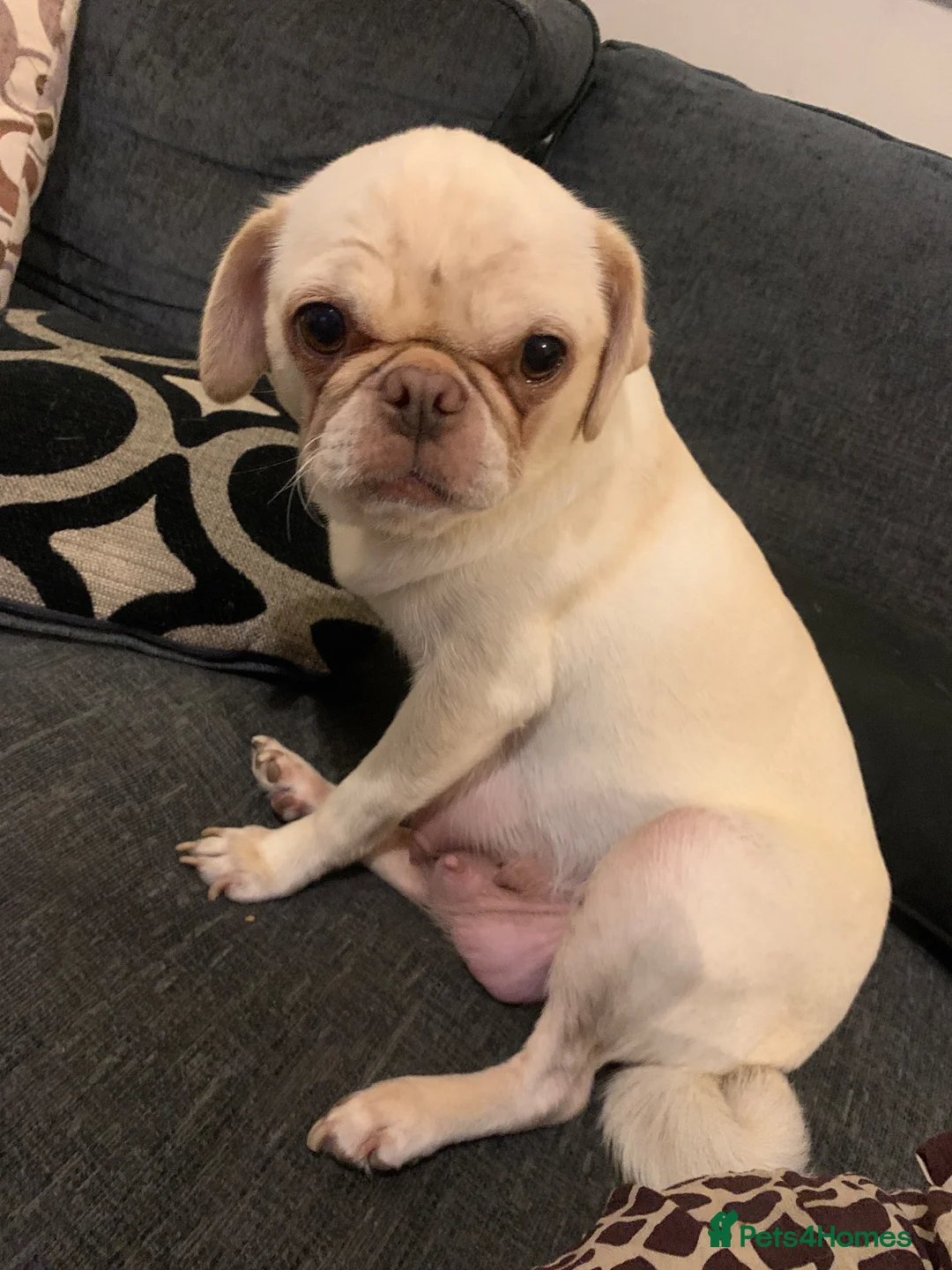 Mixed Breed dogs for sale: pug/ cavapoo in Orpington - Advert 1