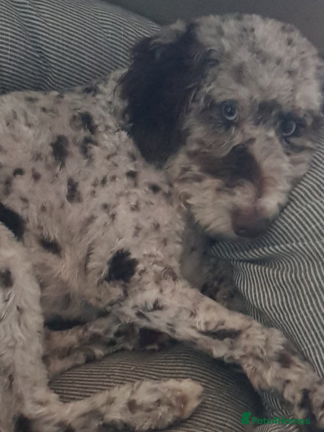 Mixed Breed dogs for sale: Loyal F1b Cockapoo - Advert 3