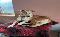 Mixed Breed dogs for adoption: Cristina - Norwich Norfolk  - Image 15